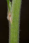 Longleaf buckwheat